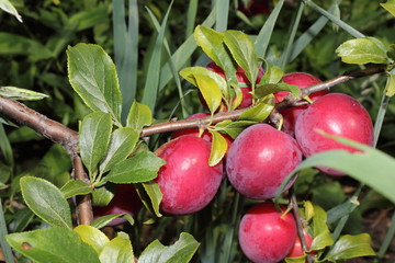 Red plums on tree