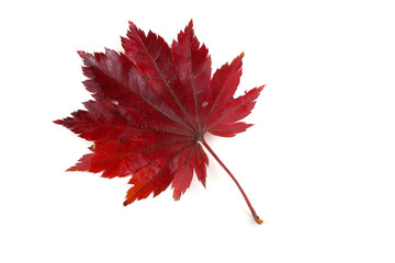 Autumn maple leaf