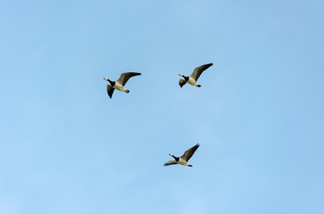 Fototapeta premium Nonnengänse im Flug