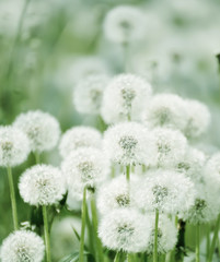 A lot of white fluffy flowered dandelions in a green meadow on a sunny day. Soft selective focus. Magic fluffy flowers.