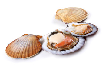Opened and closed scallops