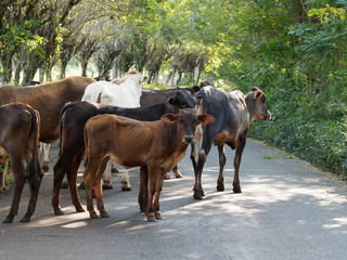 Many cows crossing rural road. Dominican Republic.