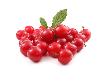 Far eastern cherry and leaves (Nanking cherry)