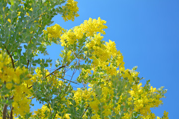 かわいいミモザ