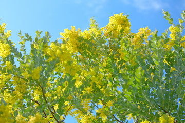 かわいいミモザ