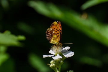 Beautiful butterfly on wild flower.  Brenthis daphne, Marbled Fritillary butterfly collecting nectar