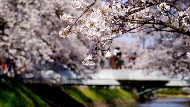 富山市松川　満開の川べりの桜
