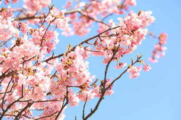 Fototapeta premium Sakura