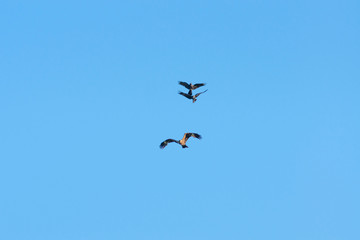 Two birds of prey attack a kite