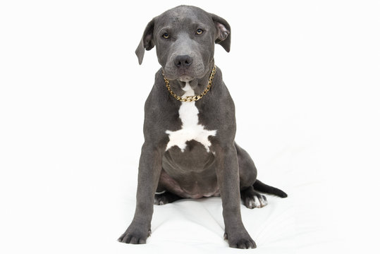 American Bully Pitbull Welpe isoliert