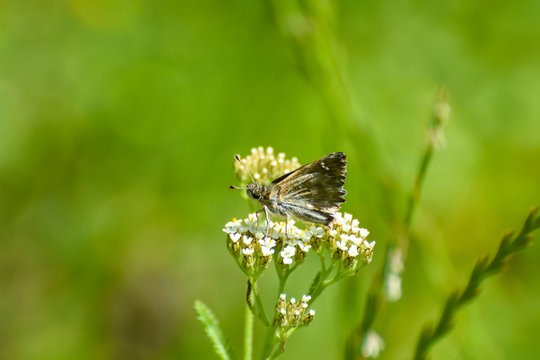 The Mallow Skipper - Carcharodus alceae, Beautiful little butterfly in grass