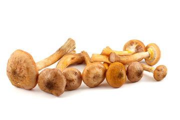 Honey fungus mushrooms
