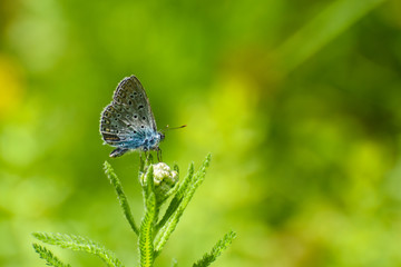 Beautiful blue butterfly. Polyommatus icarus, common blue butterfly