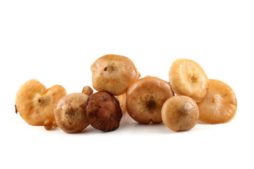 Fototapeta premium Honey fungus mushrooms