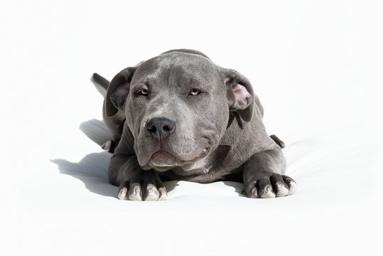 American Bully Pitbull Welpe isoliert
