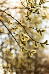 Willow trees with blossoming yellow catkins.