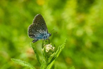 Fototapeta na wymiar Beautiful blue butterfly. Polyommatus icarus, common blue butterfly