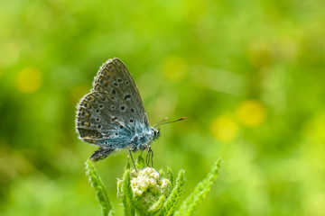 Fototapeta na wymiar Beautiful blue butterfly. Polyommatus icarus, common blue butterfly