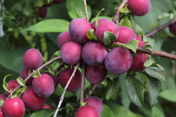 Red plums on tree