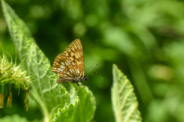 Obraz na płótnie Canvas Hamearis lucina, Duke of Burgundy Fritillary butterfly in wild grass