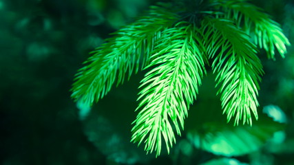 green fresh fir branches with needles in spring.
