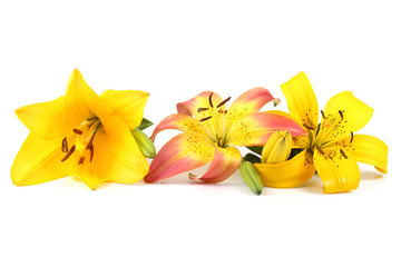 Yellow and pink lilies