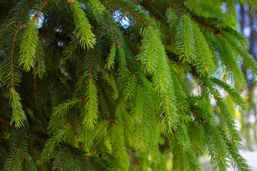 green fresh fir branches with needles in spring.