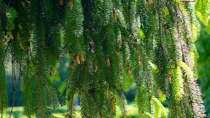 green fresh fir branches with needles in spring.