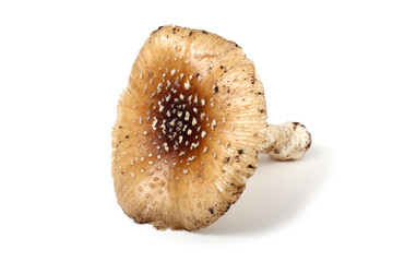 Amanita pantherina. Poison mushroom.