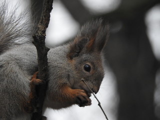 Fototapeta premium Red squirrel on a tree branch eating a nut wearing a gray winter coat in early spring