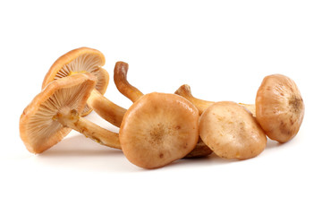 Honey fungus mushrooms