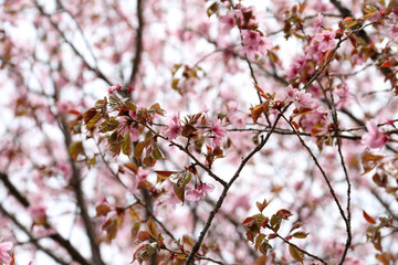 Sakura. Apricot blossom.