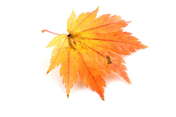 Autumn maple leaf