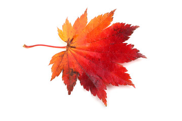 Autumn maple leaf