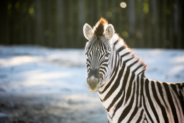 Fototapeta na wymiar Grant's zebra looking at me