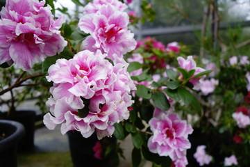 Azalea Indica Ilona flowers