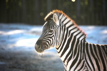 Fototapeta na wymiar The zebra which moves an ear