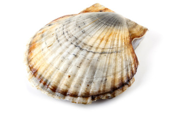 Scallop