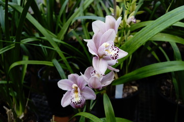 Orchid flowers in bloom in many colors