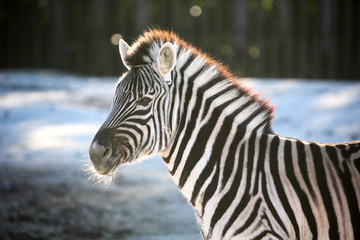 Fototapeta na wymiar The zebra that charming