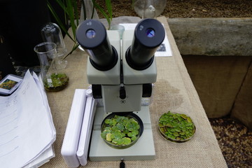 Using a vintage optical microscope to look at some plant samples