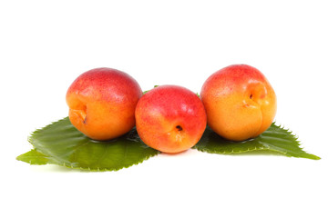 Apricots on leaves