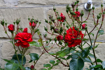 Rote Rosen vor grauer Steinmauer, mit Draht zum hochbinden