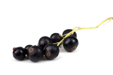 Cluster of black currant