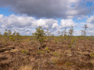 Obraz premium bog landscape with foreground of old grass