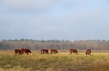 Naklejka na ściany i meble Hereford-cattle grazing in a Dutch nature reserve