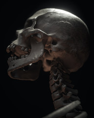 White Full Human Skull On Black Background