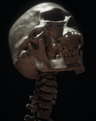 White Full Human Skull On Black Background - obrazy, fototapety, plakaty