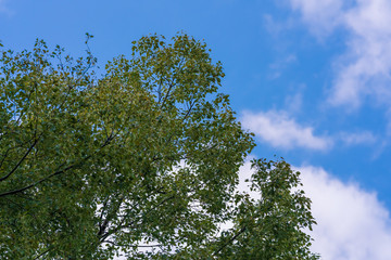 Fototapeta premium 青空と木