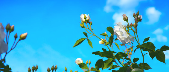 White climbing roses on sunny sky background.